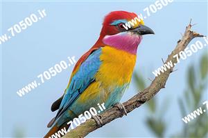 دانلود عکس پرنده HD