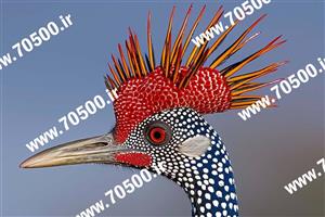 دانلود عکس پرنده نقاشی