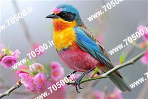 دانلود عکس پرنده هنری