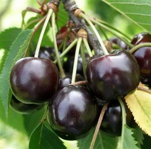 نهال گیلاس تکدانه پیوندی مشهد