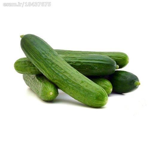 بذر خیار بوته ای