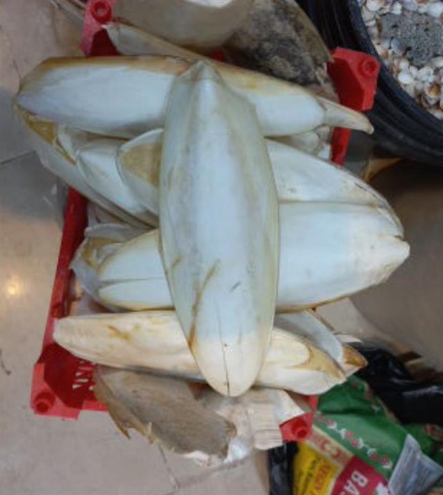 کف دریا کاملا طبیعى دریا