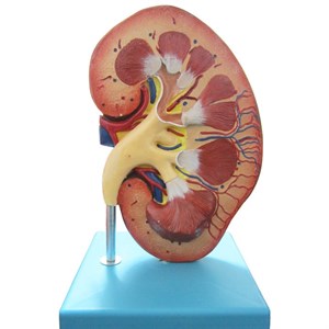 بازی آموزشی طرح مولاژ کلیه انسان مدل ASM20