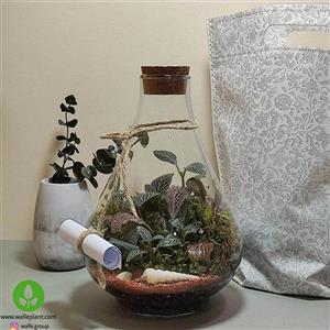 تراریوم طاووس سایز مینی کد wa016