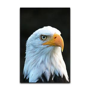تابلو شاسی گوفی مدل طبیعت حیات وحش عقاب طرح Nature Golden Eagle کد HAWK21