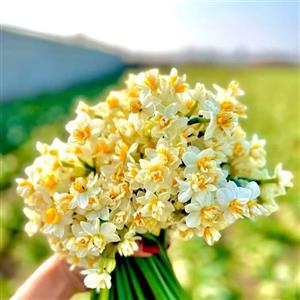 پیاز گل نرگس مدل شیراز معطر بسته 5 عددی