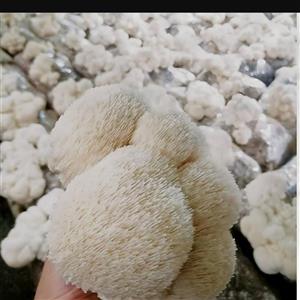 پلیت قارچ یال شیر یا هریسیوم Lions mane mushroom strain