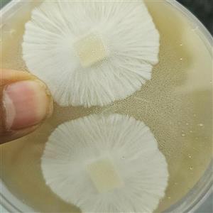 پلیت قارچ یال شیر یا هریسیوم Lions mane mushroom strain