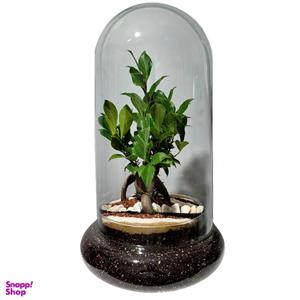 تراریوم بونسای فیکوس رتوزا کد 02