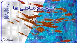 فوتیج فیلم ماهی های قرمز