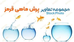 تصاویر استوک تنگ و ماهی