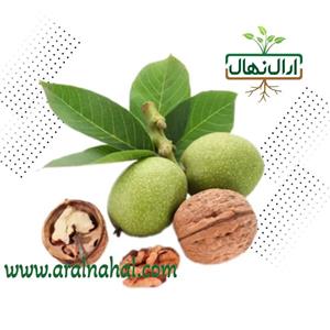 نهال گردو روند