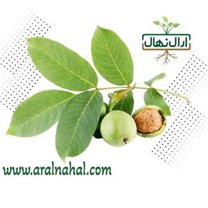 نهال گردو پاکوتاه
