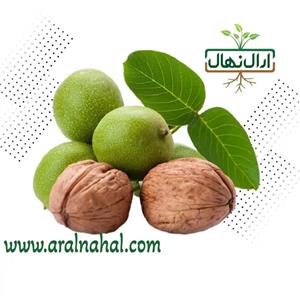نهال گردو تخم مرغی