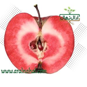 نهال سیب ردلاو