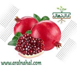 نهال انار ساوه میکس