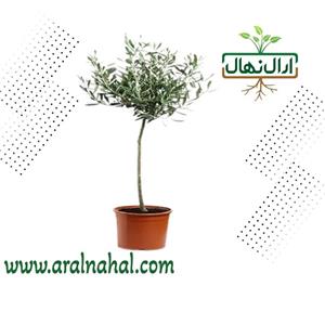 نهال زیتون زینتی
