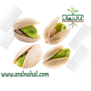 نهال پسته بنه