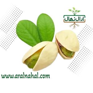 نهال پسته سفید نوق