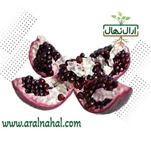 نهال انار سیاه شیراز
