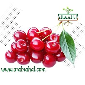 نهال آلبالو فرنگی