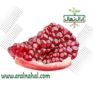 نهال انار بی ‌هسته