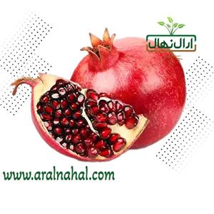 نهال انار سیاه سرقندی