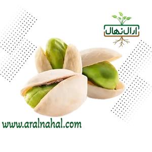 نهال پسته اسرائیلی
