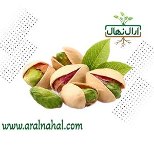 نهال پسته احمد آقایی پیوندی