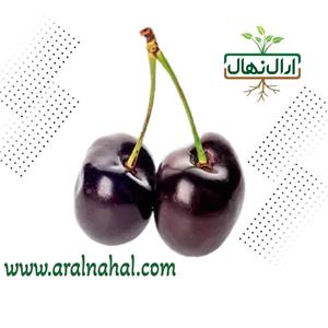 نهال گیلاس سم