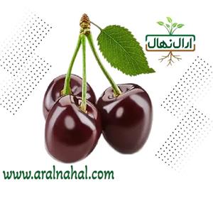 نهال گیلاس بارلت
