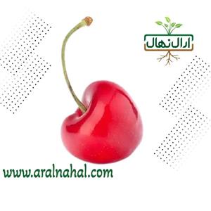 نهال گیلاس آمبرانس