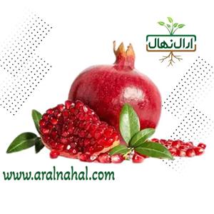 نهال انار قندهار
