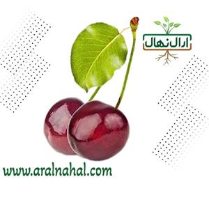 نهال گیلاس فرنگی