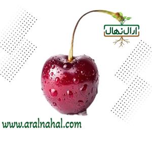 نهال گیلاس ناپلئون