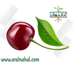 نهال گیلاس اسرائیلی