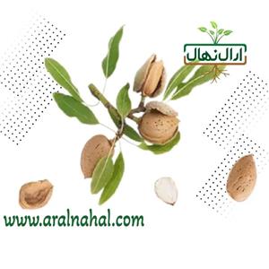 نهال بادام دیرگل اسپانیا