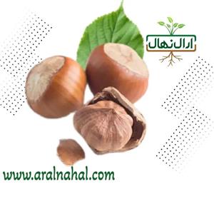 نهال فندق قزوین