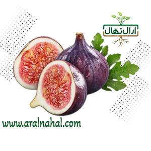 نهال انجیر اسرائیلی