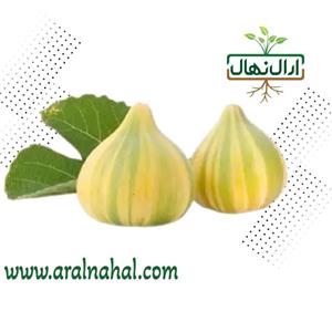 نهال انجیر ببری