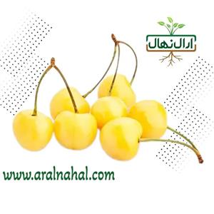نهال گیلاس زرد موزی ارومیه