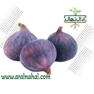 نهال انجیر بنفش مخملی