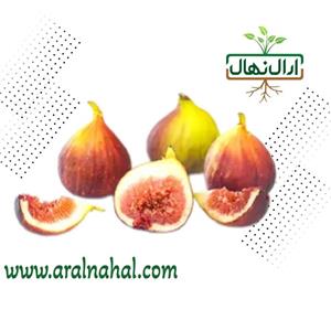 نهال انجیر قهوه ای