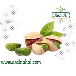 نهال پسته کله قوچی پیوندی