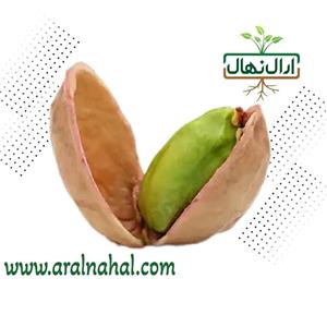 نهال پسته خنجری دامغان