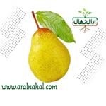 نهال گلابی کروز