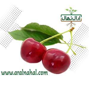 نهال گیلاس پیش رس سیلویا