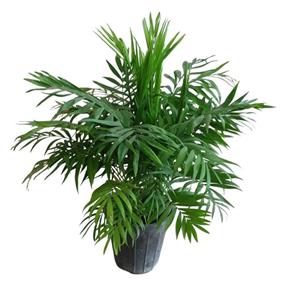 گیاه طبیعی آپارتمانی شامادورا کد 420