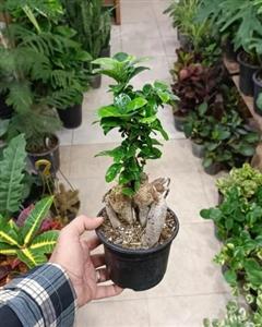 گل بونسای خاص 6785