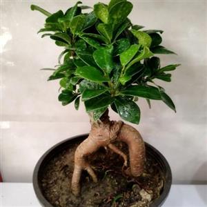 گل بونسای خارجی 6784